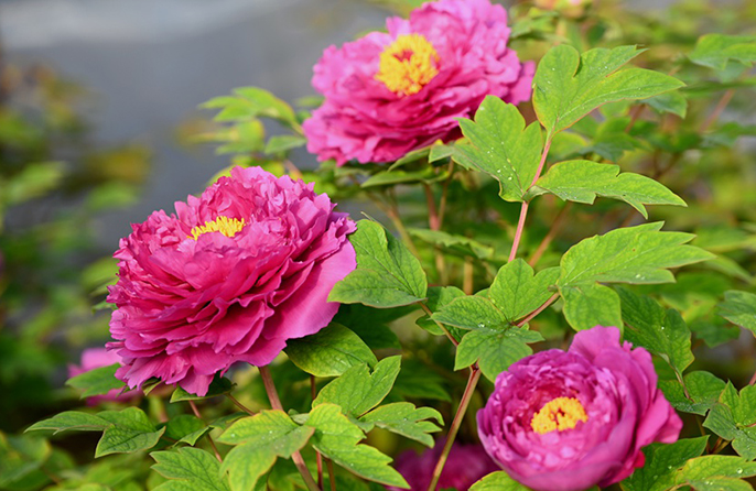 Лоян пиондары гүлдей бастады