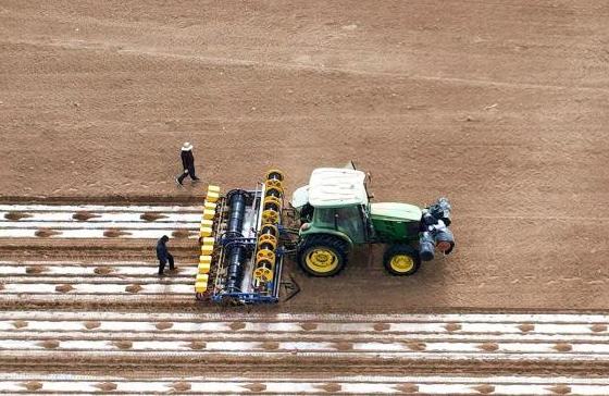 Шыңжаңның Яркен ауданында бір миллион му жерге мақта егу басталды