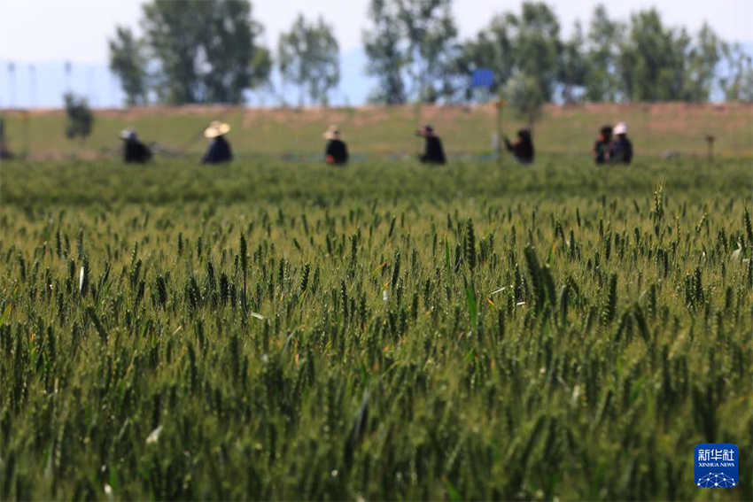 Жаз басы – ауыл шаруашылығы қарқынды жүріп жатыр