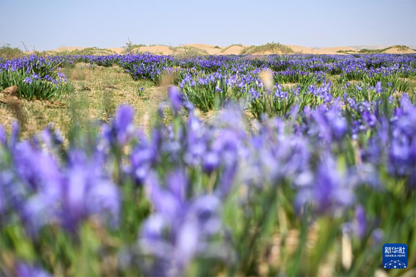 Хөвч шөлінің жазғы көрінісі
